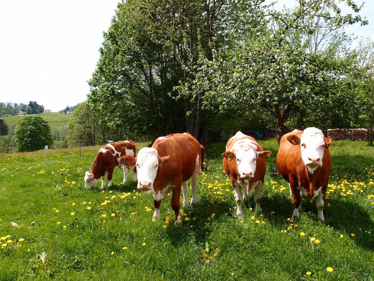 Landhotel Bayerwald Grafling Esterno foto